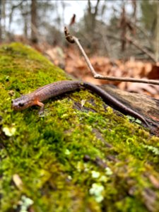 Northern Zigzag Salamander (Plethodon dorsalis) photo