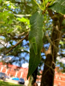 Eastern Tiger Swallowtail caterpillar (Papilio glaucus)