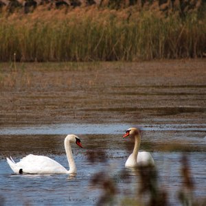 Cygnes de Bewick