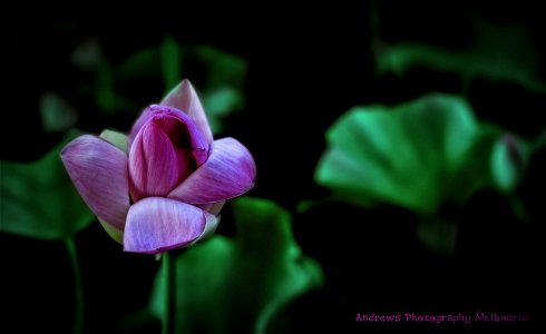 Lotus Flower Macro Art, Summer Dark Moody Style photo