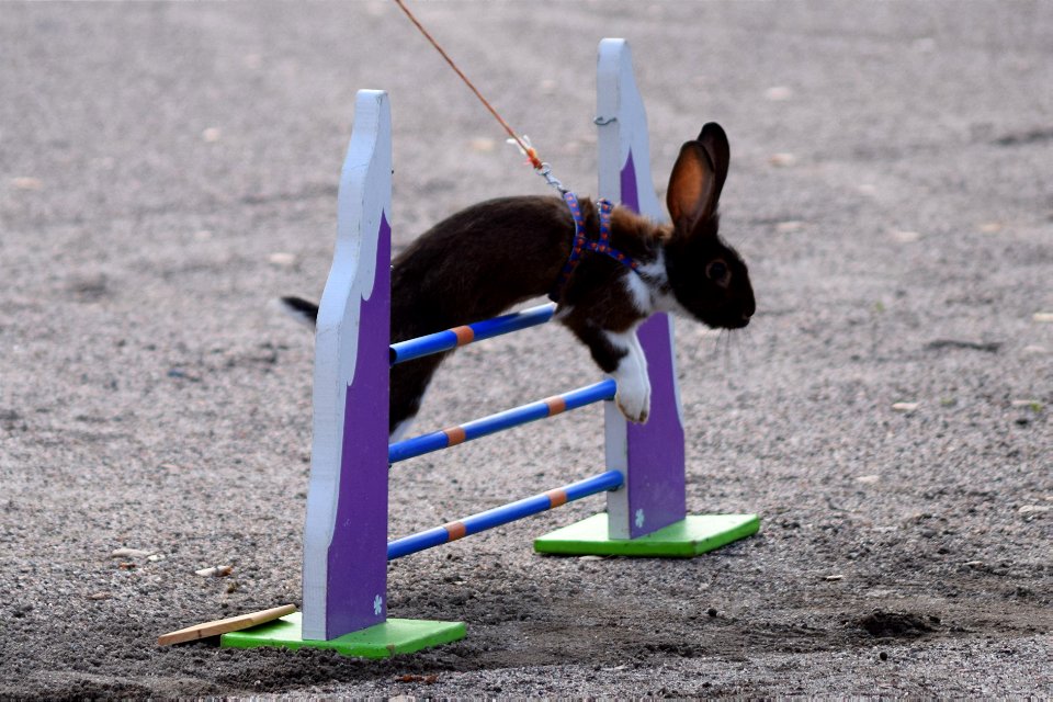 Bunnyjump
