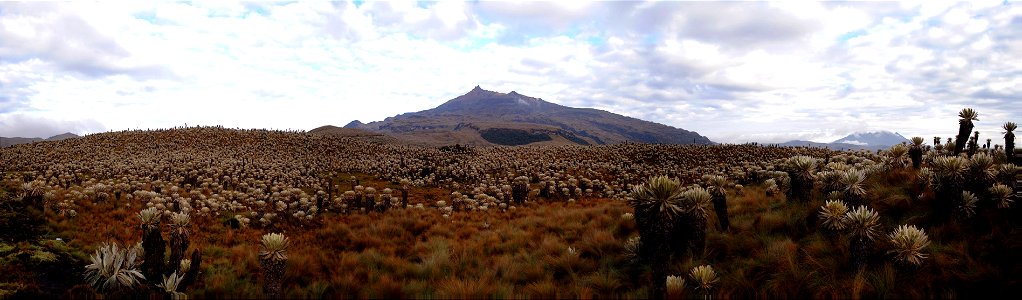 El volcán Chiles sobre el páramo de frailejones photo