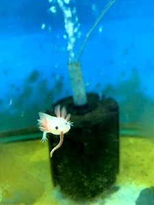 Axolotl munch photo