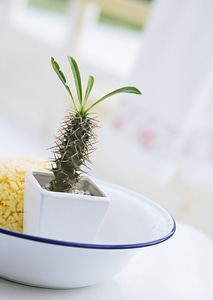 Cactus Succulent pot in dish on white table photo