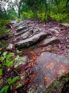 Birdwood Gully (Springwood) - The Blue Mountains Australia