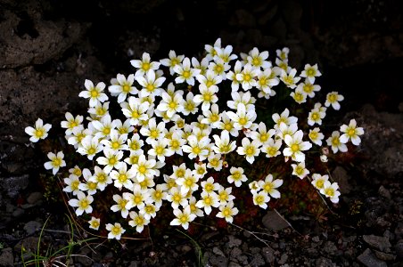 Mosasteinbrjótur (Saxifraga hypnoides)