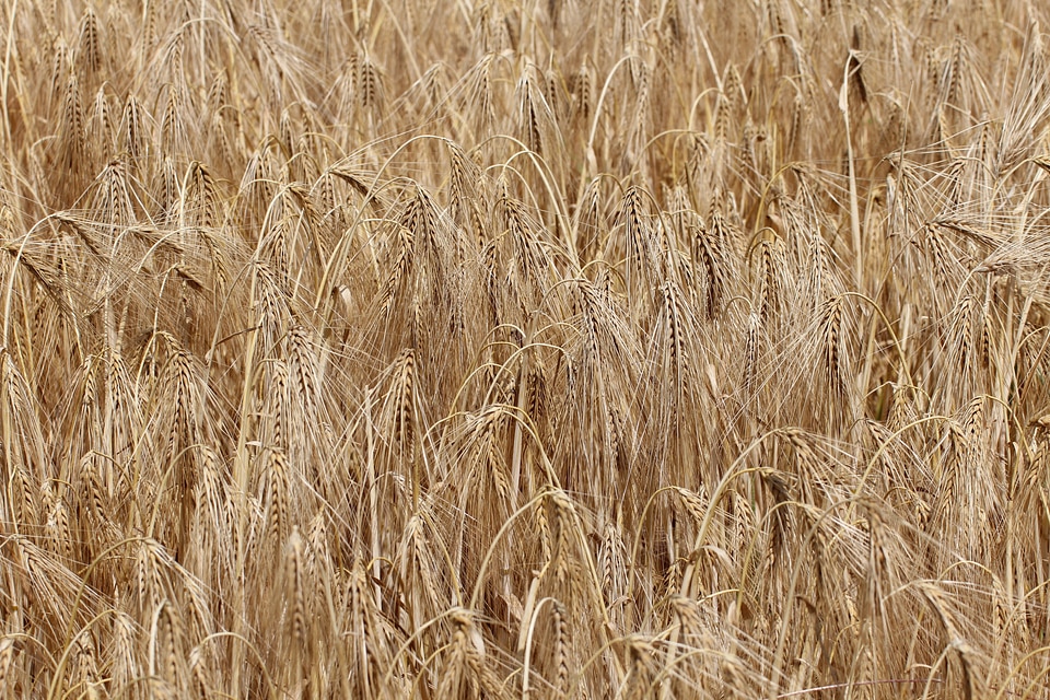 Poaceae cereals crop