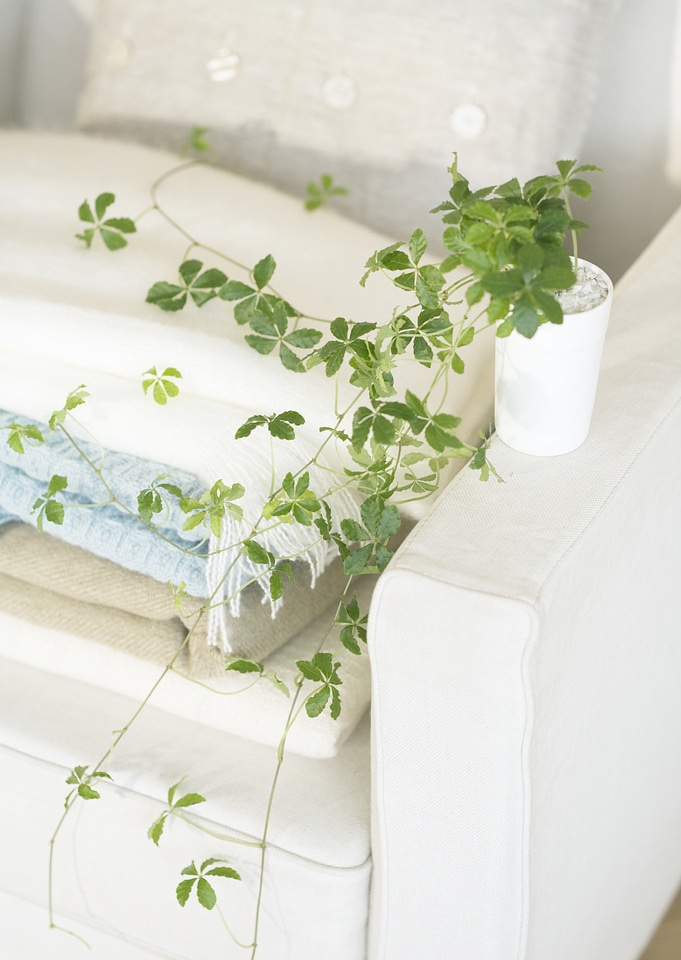 Green plant in pot