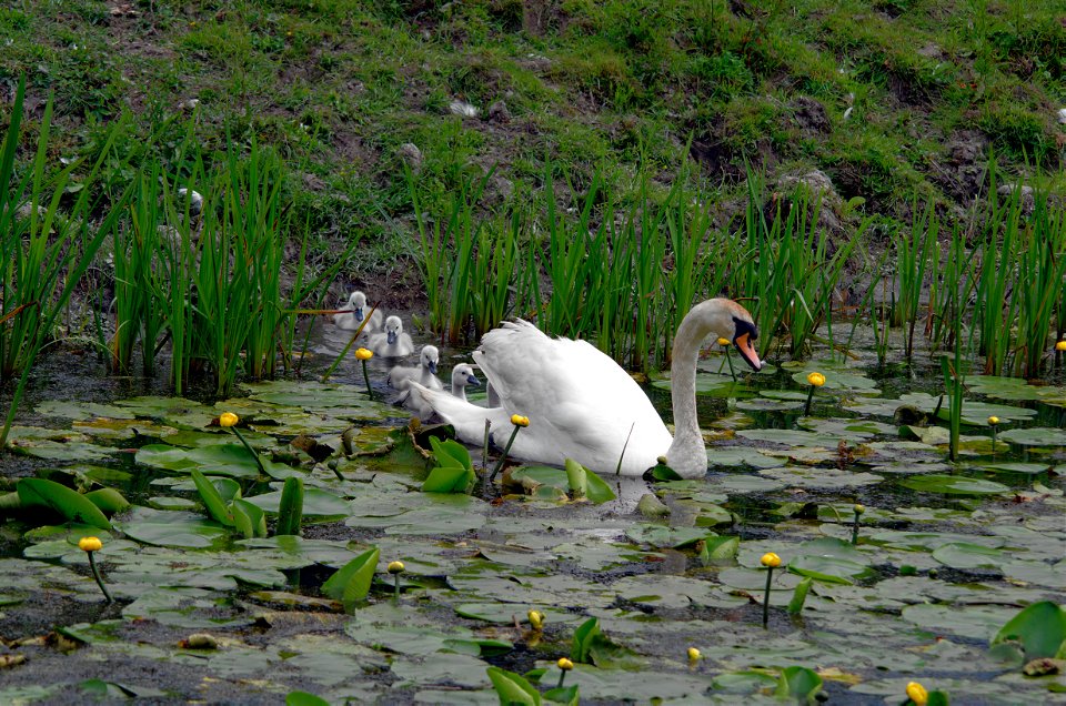 Swan with Cygnets