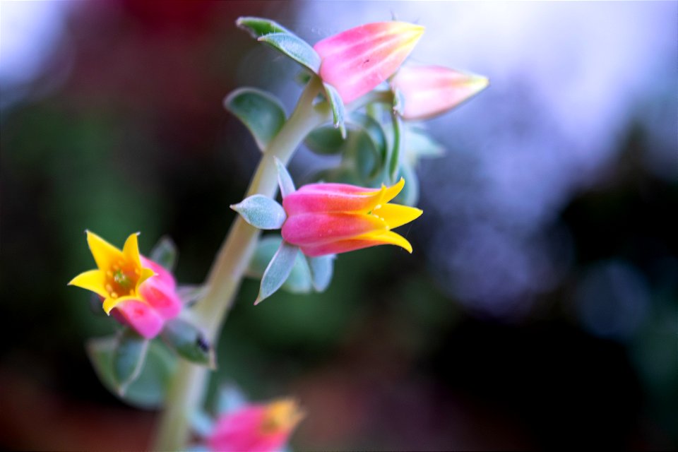 Succulent