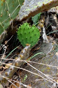 Prickly Pear photo