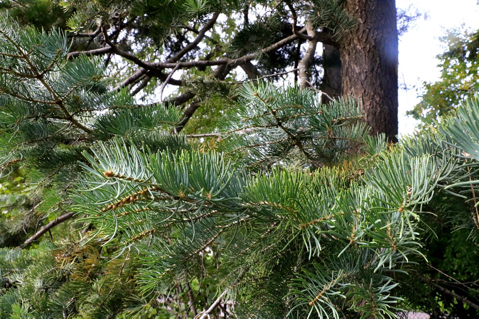 Conifers of Allen Centennial 1