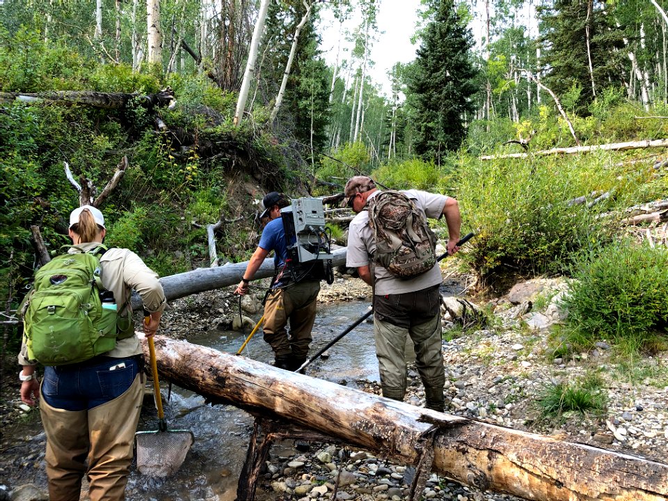 Bonneville Cutthroat Trout