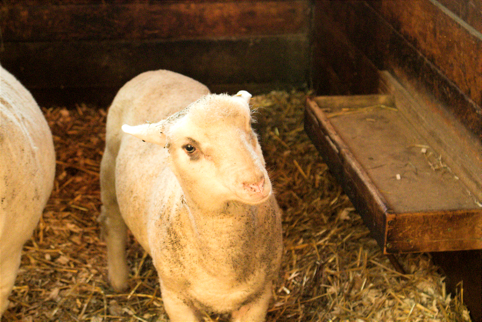 Sheep