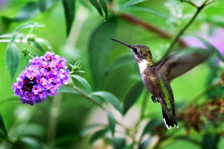 Hummingbird at Butterfly Bush
