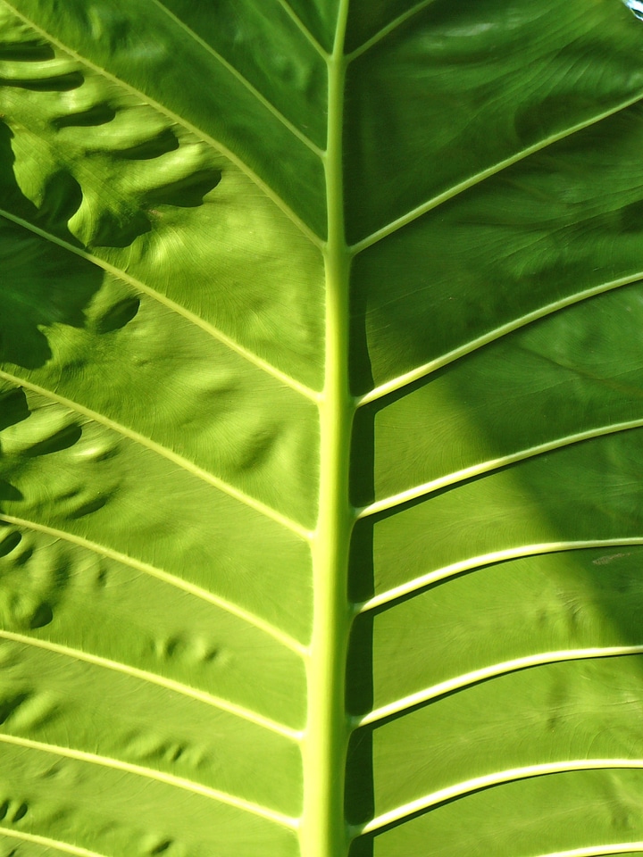 Leaves green nature