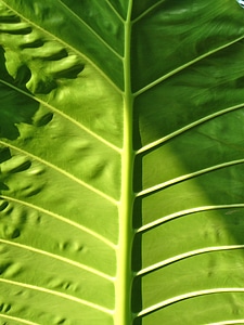 Leaves green nature