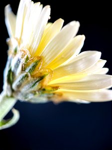 Flor blanca - macro