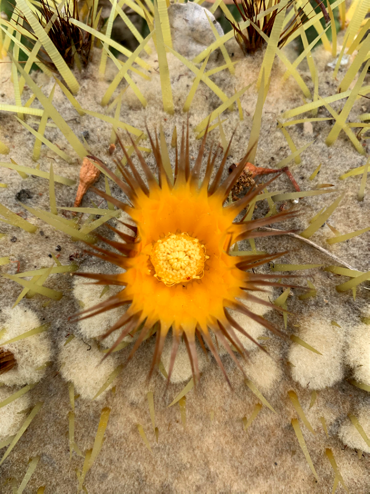 Echinocactus grusonii