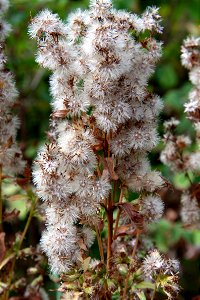 Solidago canadensis