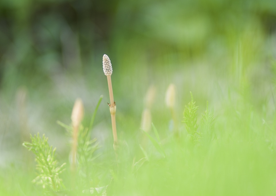 Detail of wild growing flowering plants.