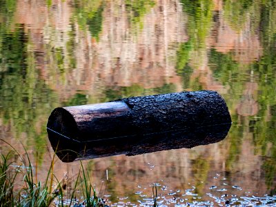 Stamm im Feldsee