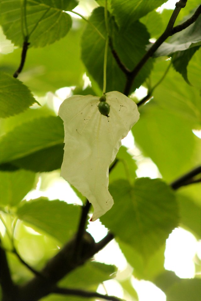 Handkerchief (Dove) Tree