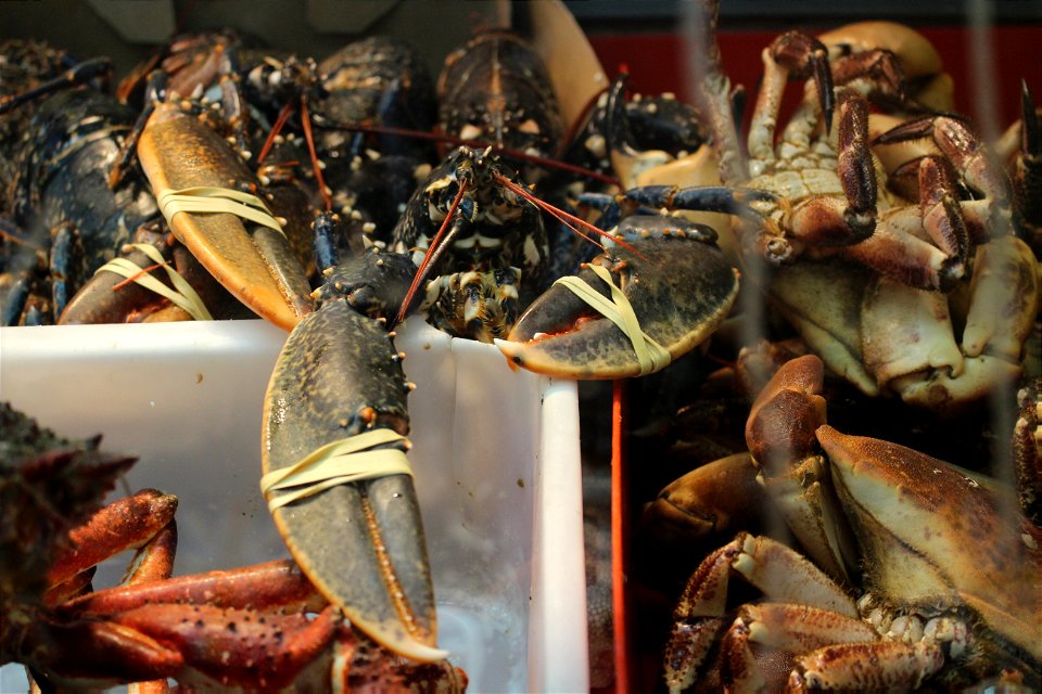 1. Original CC Image of live lobsters for sale in UK
