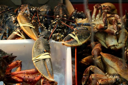 1. Original CC Image of live lobsters for sale in UK
