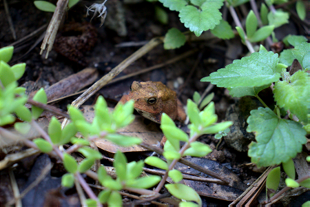 American Toad