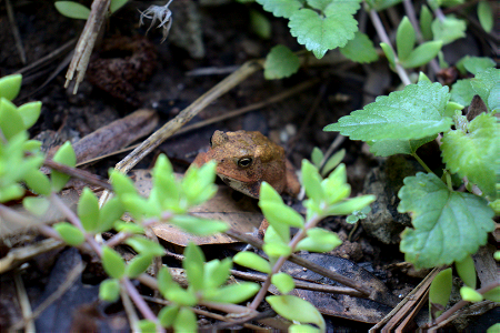 American Toad photo