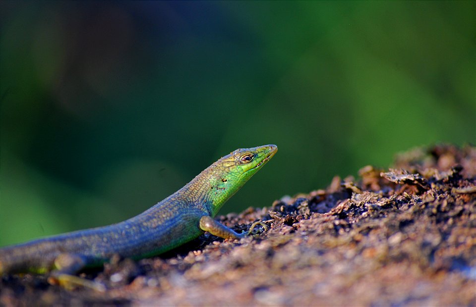 Samoan Green Skink