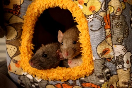 Three baby rats piled up in their bed photo