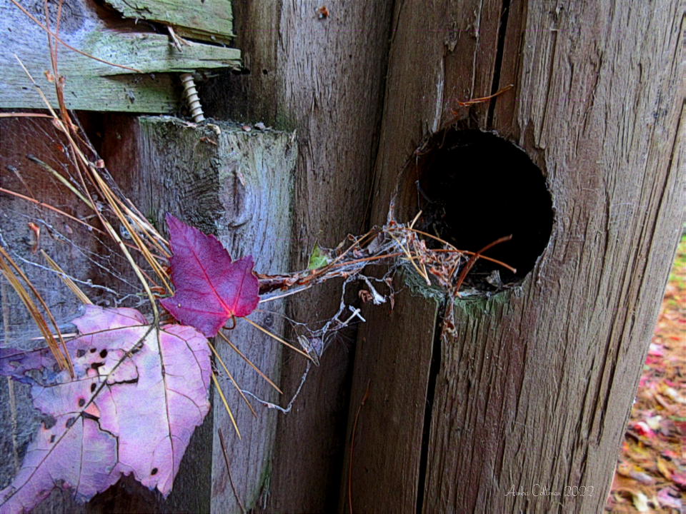 Detritus