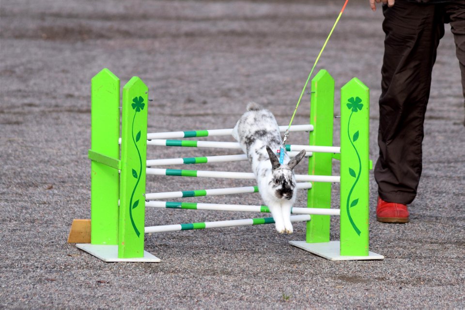 Bunnyjump