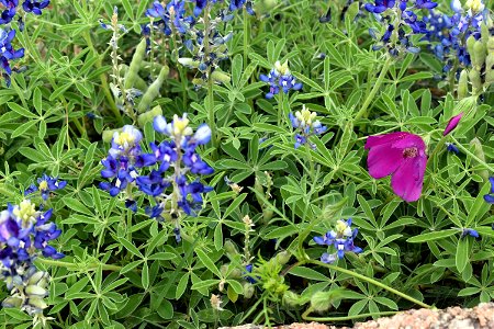 Bluebonnets