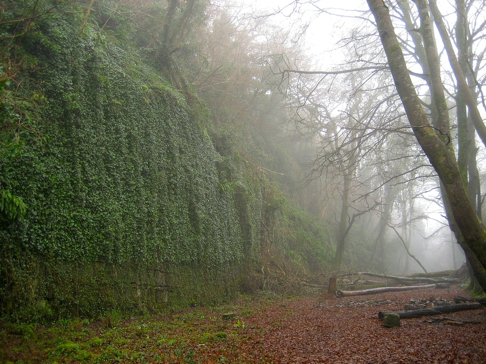 Forest trees woods