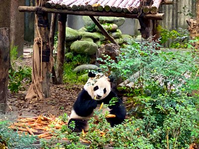 Panda eating bamboo China photo