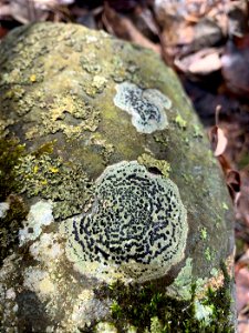 Concentric Boulder Lichen