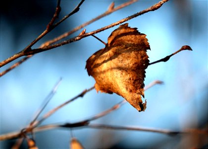 autumn, leaf in wind photo