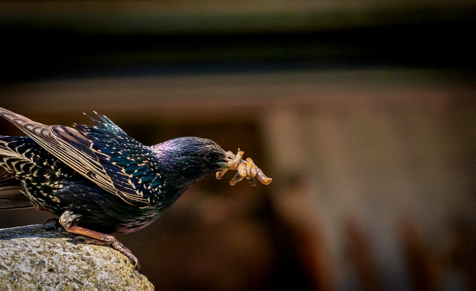 👮‍♂️ The Starling making his gateaway. . . 