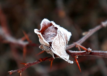 dry leaf, frost photo