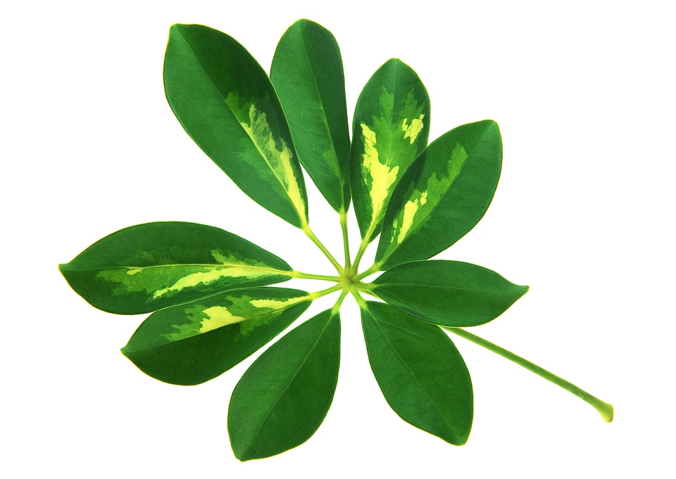 Green shoots of laurel leaves on a white background Image ID: 99