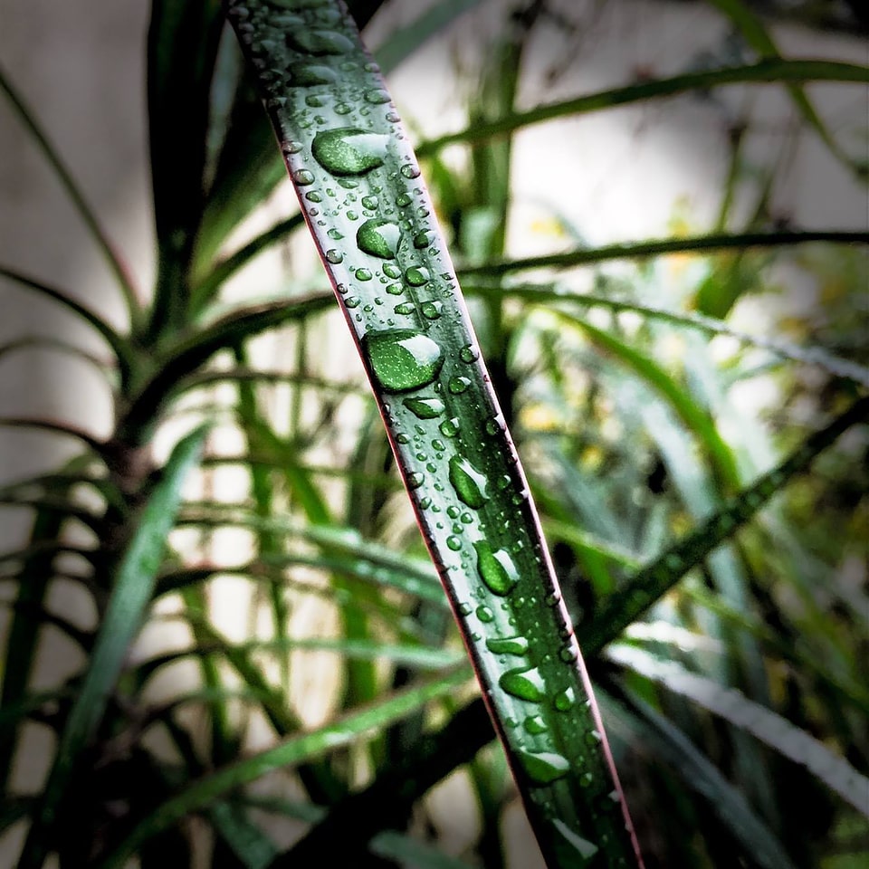 Dewdrop