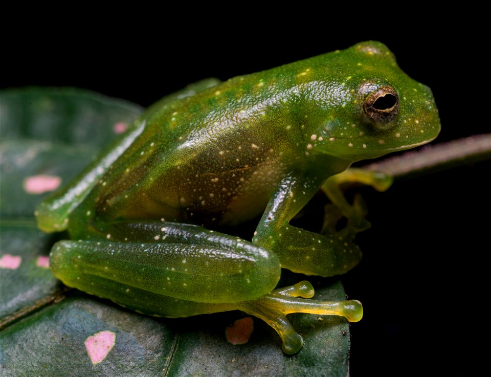 centrolene-daidalea--alban-cochran-frog--reserva-proaves-reinita-cielo-azul_51535894293_o
