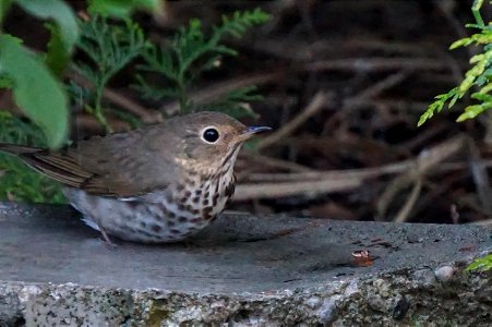 Swainson's Thrush