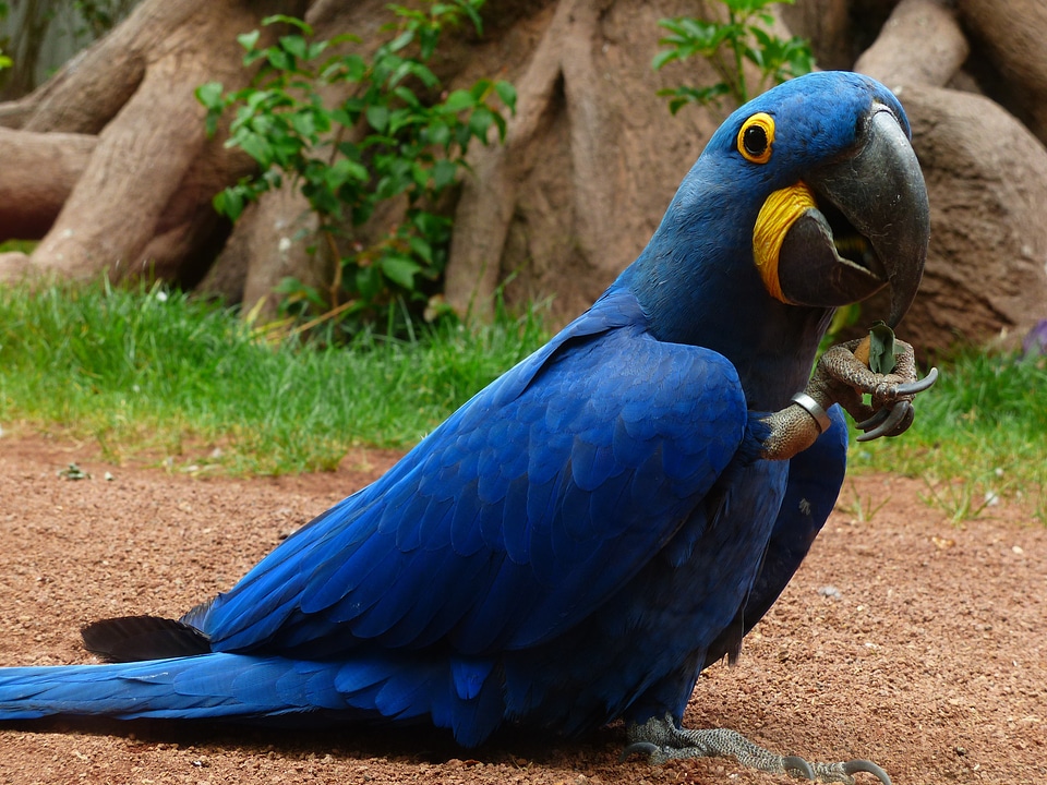 Parrot bird blue photo