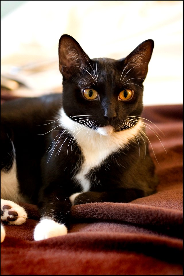 Tuxedo Kitten