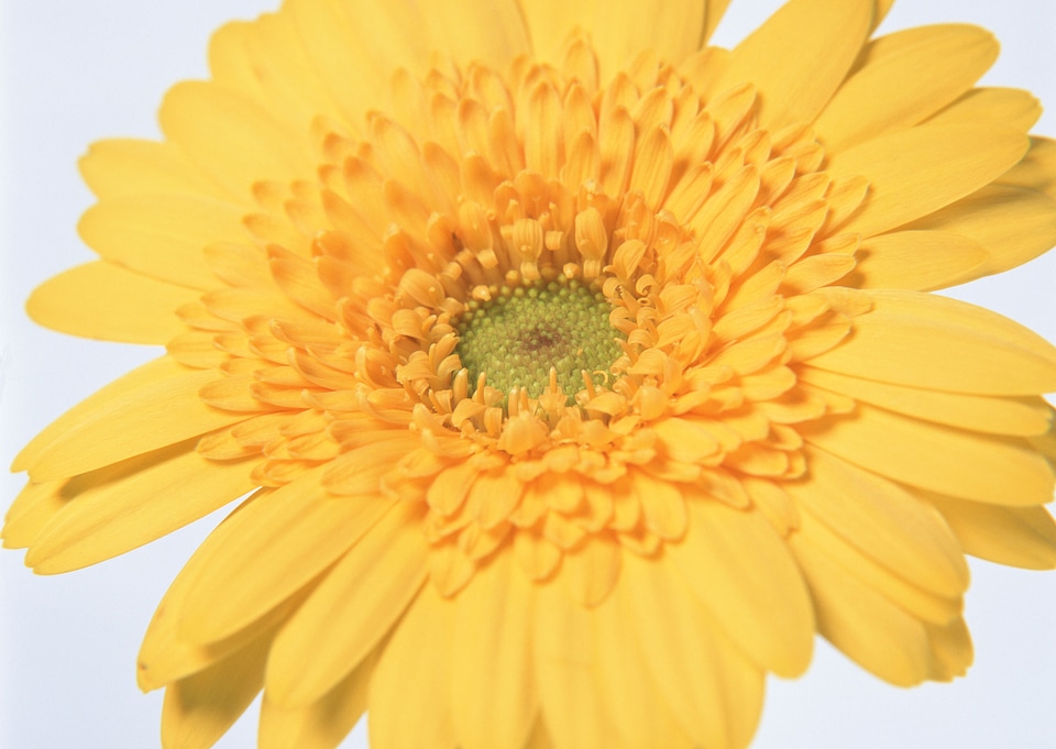 Yeloow gerber flowers