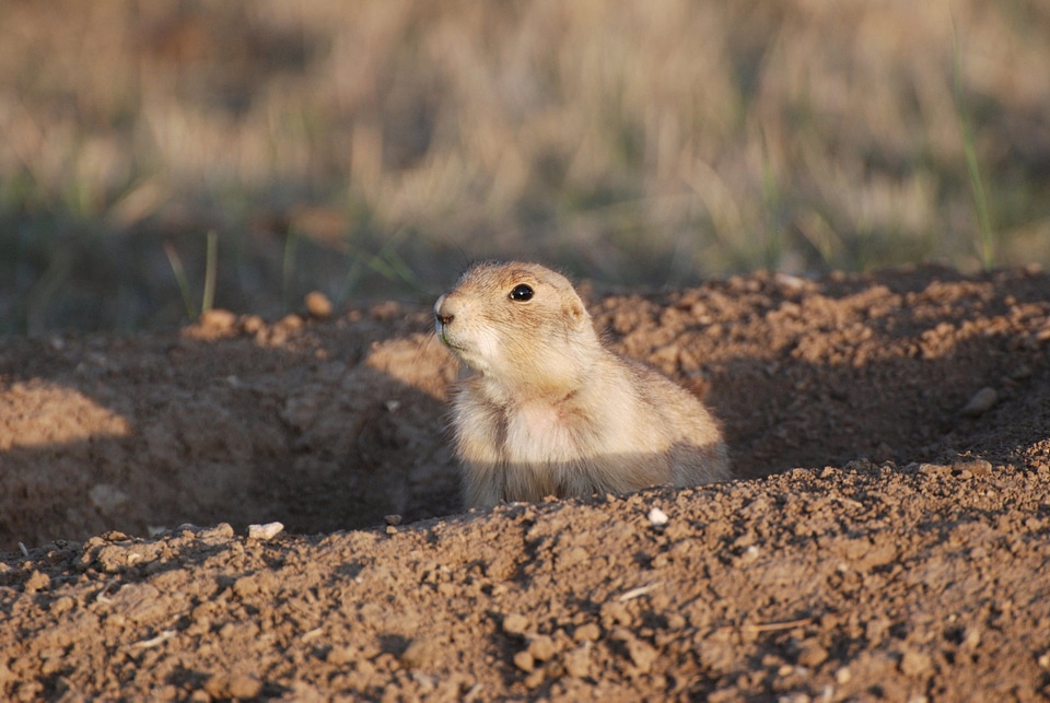Prairie Dog sticking out from a burrow